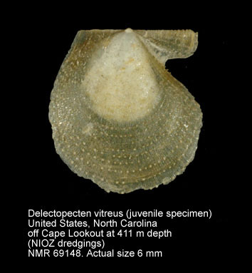 Delectopecten vitreus (2).jpg - Delectopecten vitreus(Gmelin,1791)
